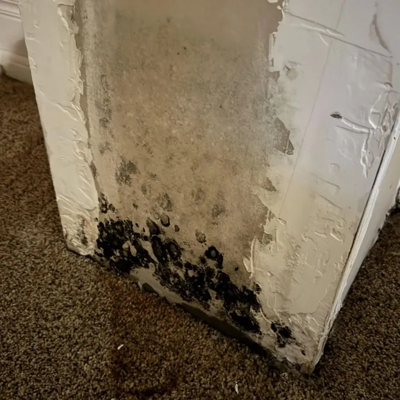 Professional Mold Removal in Richland County, WI
